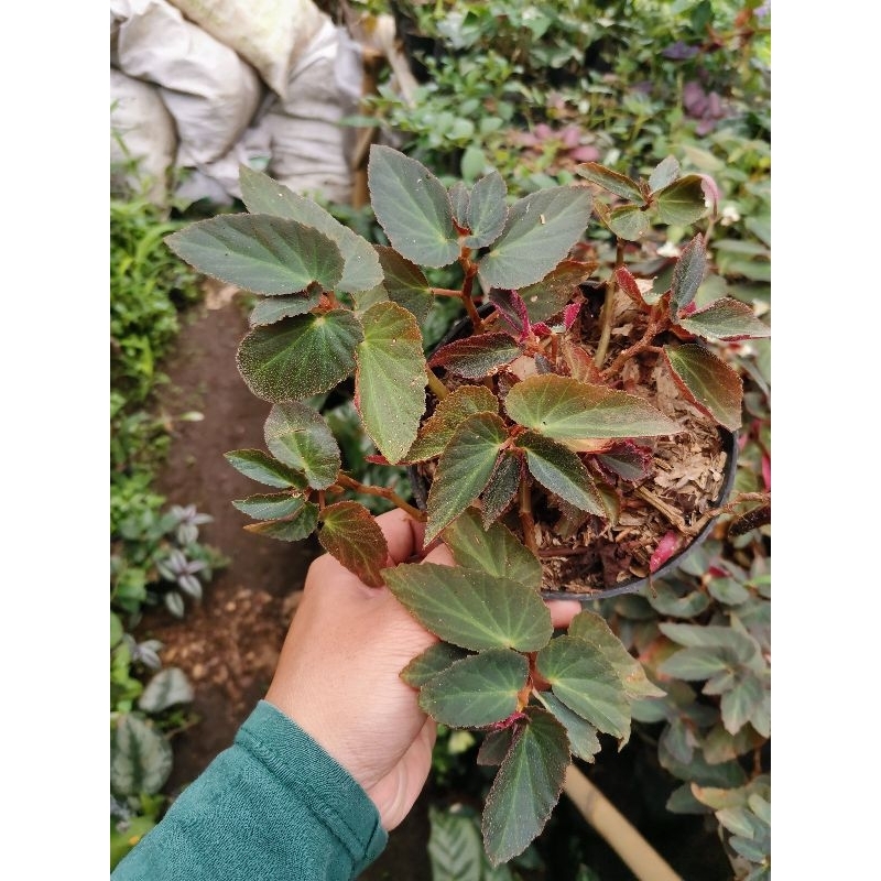 Begonia merah berbulu / begonia hias