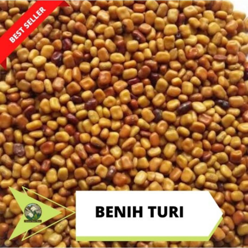 biji turi 1 kg / benih turi / biji bunga turi premium / biji bunga turi