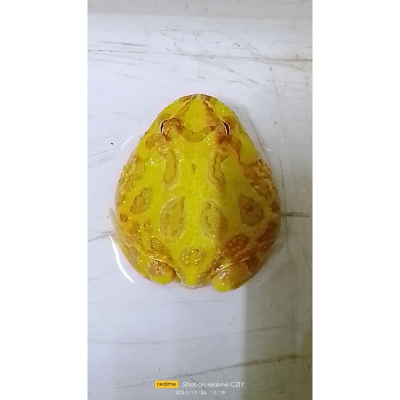 pacman albino kodok hias