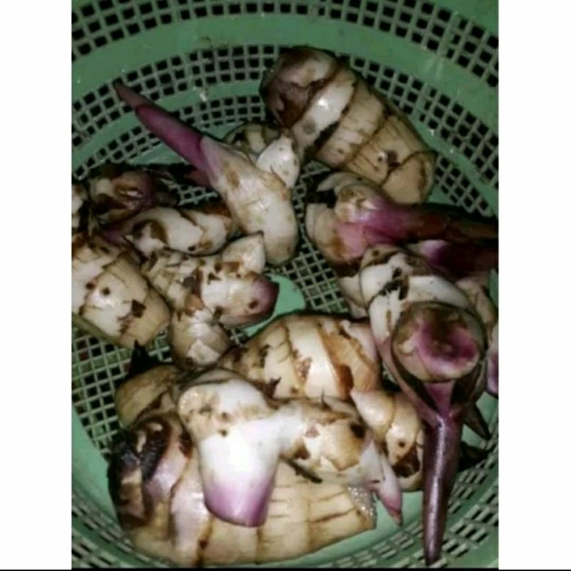 

Umbi Ganyong Segar 1 Kg / Ubi Gayong / Umbi Gayong