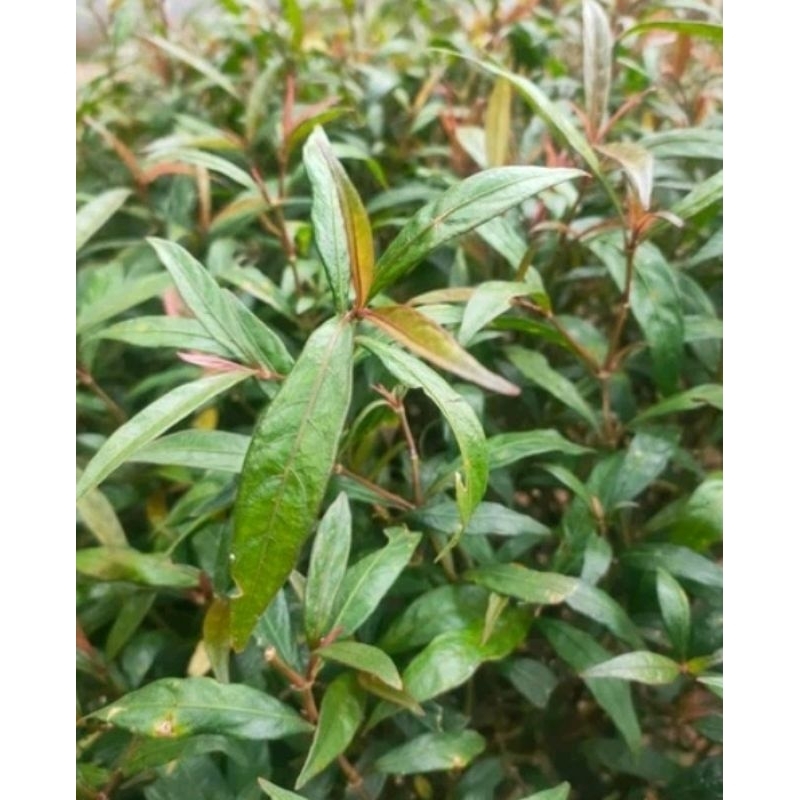 DAUN PRASMAN GANDARUSA / DAUN GENJIK SEGAR 100 GRAM