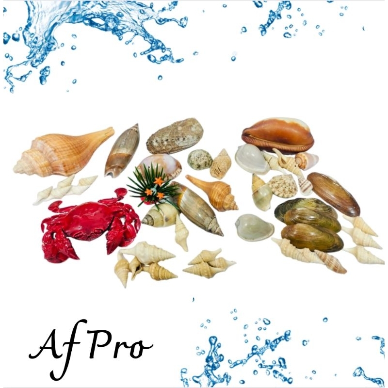 Hiasan Aquarium Dekorasi Taman KERANG HIAS