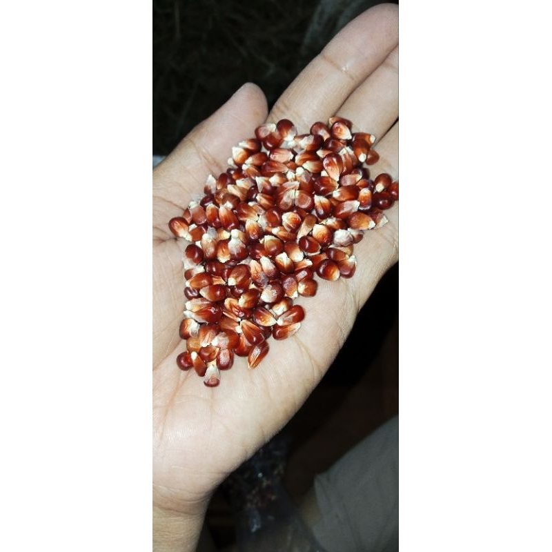 Jagung manggis atau jagung ungu pakan merpati/doro