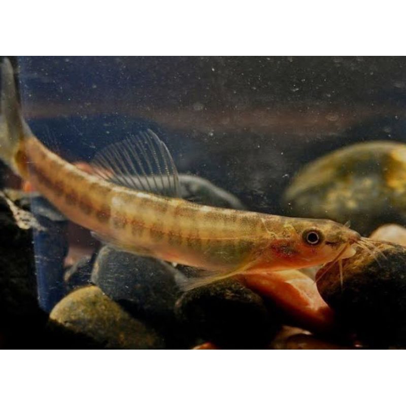 (ISI 10 BONUS 2 EKOR)ikan uceng/ikan jeler ikan hias untuk aquarium bagus untuk hewan peliharaan cek