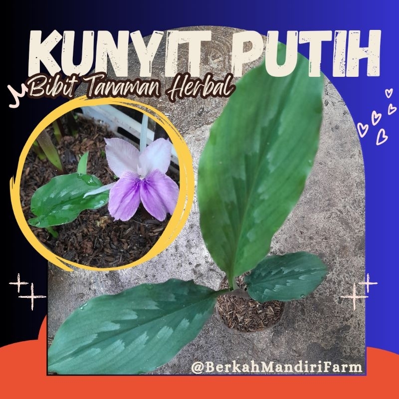 Kunyit Putih - Bibit Tanaman Obat Herbal Kunyit Putih - Kunyit Putih Siap Tanam