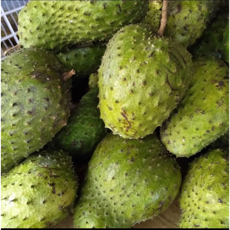 

buah sirsak fresh per buah