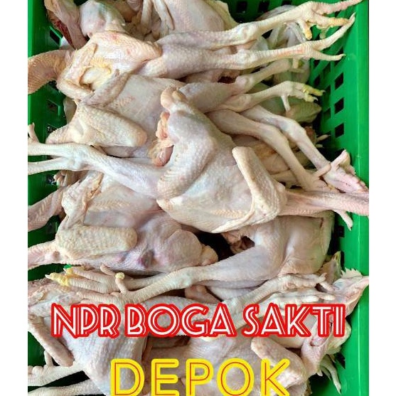

JWFX4862 8.8 Ayam Pejantan Fresh / Ayam Kalasan Fresh Harga Distributor