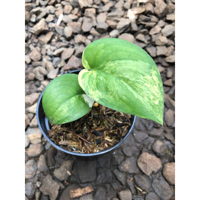 scindapsus jade satin varigata yellow rare plant