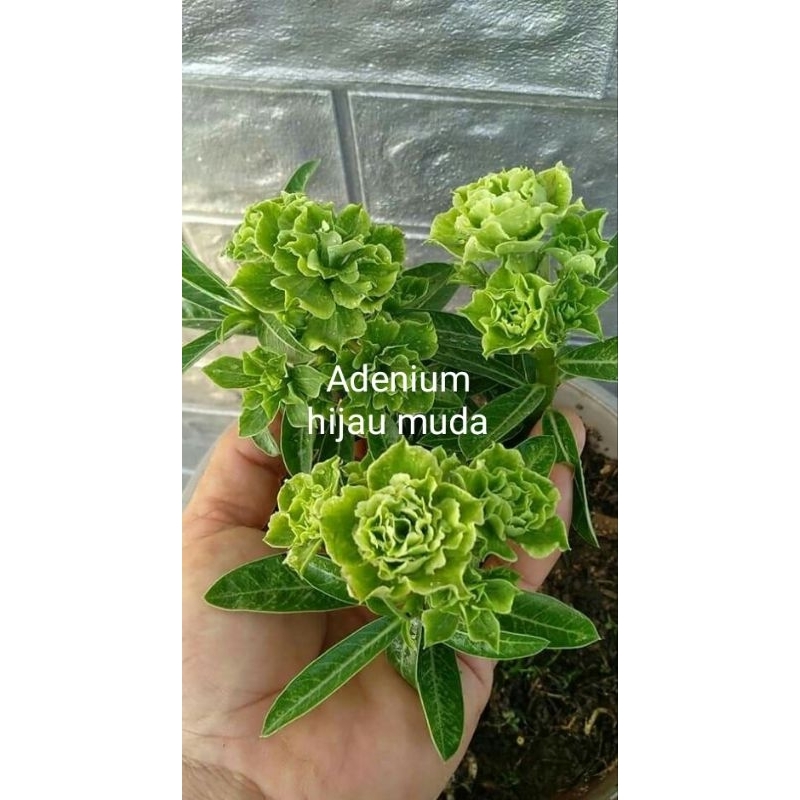 tanaman hias Kamboja jepang adenium bunga tumpuk hijau muda bibit Kamboja jepang adenium bunga tumpu