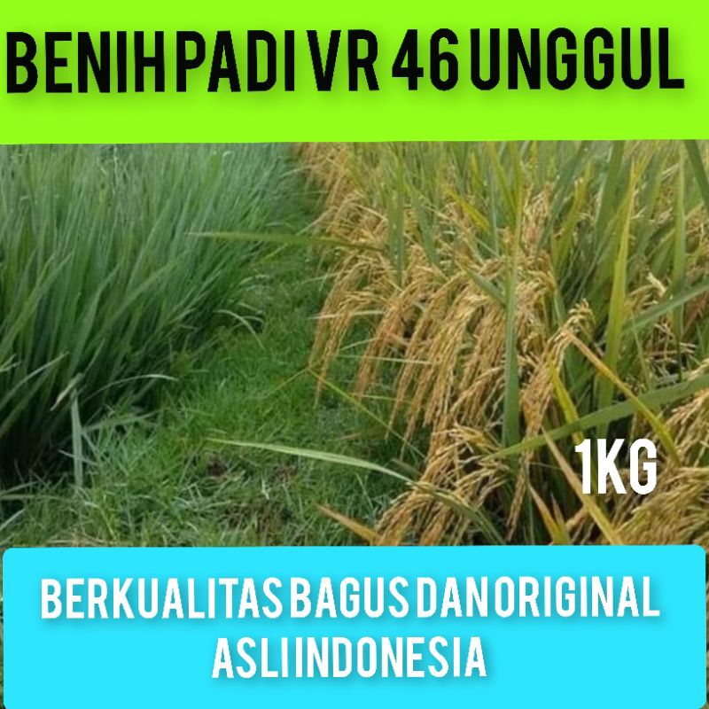 COD BENIH Bibit PADI VR 46 UNGGUL KEMASAN 1KG Bayar Di tempat