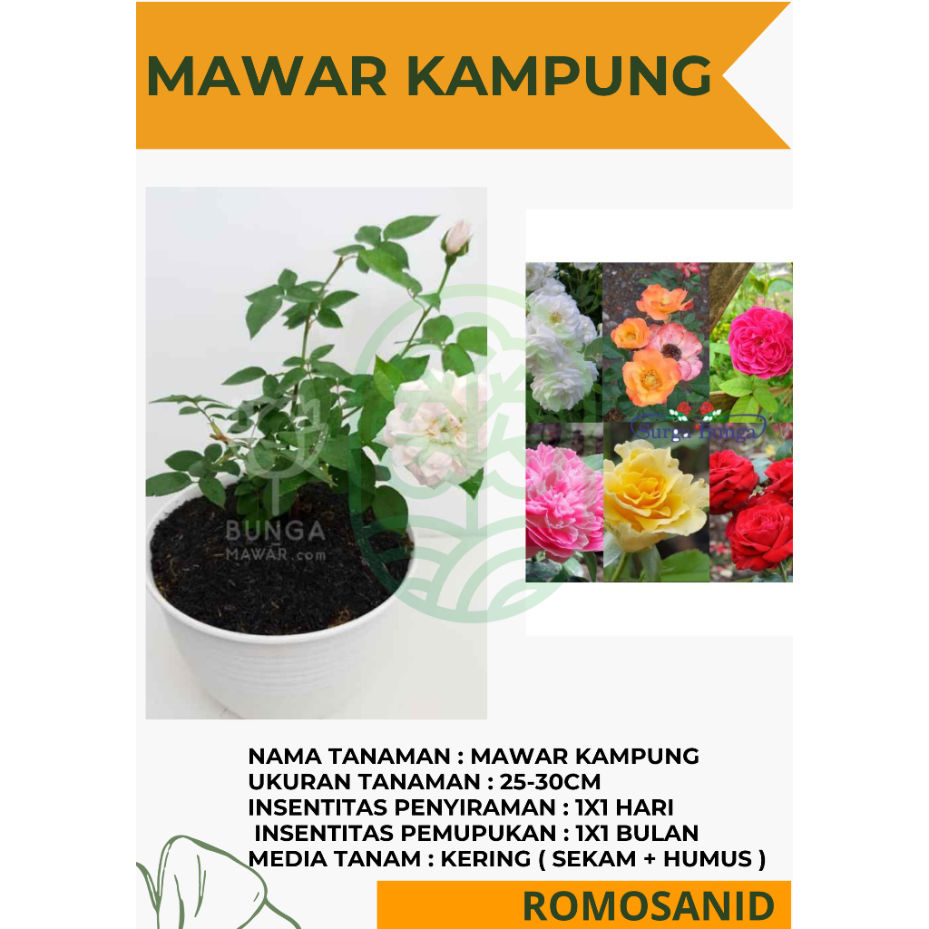bibit bunga Mawar Kampung Bibit bunga Laperan sudah berakar (bahan stek mawar) pohon hidup - ROMOSAN