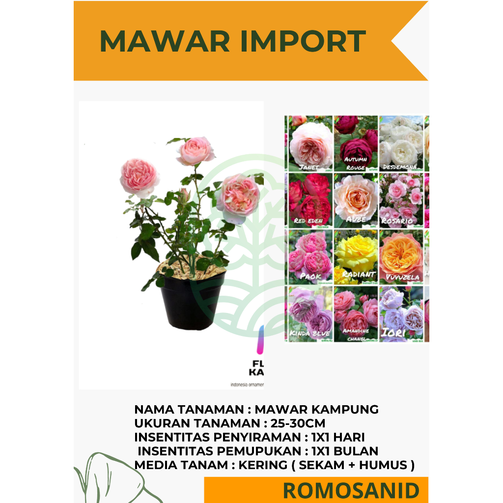 Tanaman Hidup Bibit Bunga Mawar import Hidup-Mawar wangi-Mawar Rambat-Mawar murah-Mawar cantik-Mawar
