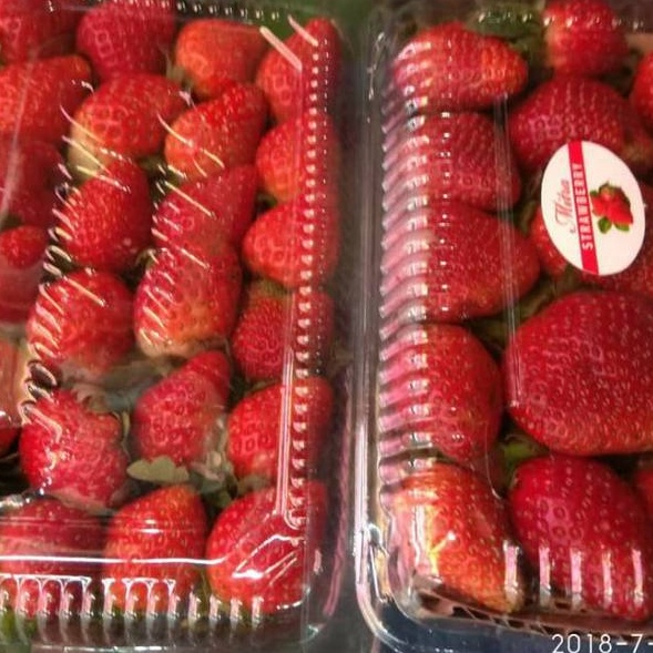 

Buah strawberry organik bandung