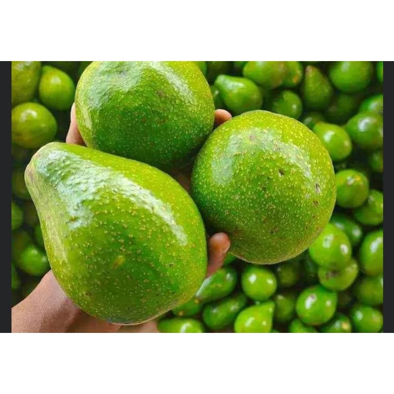 

BUAH ALPUKAT MATENG ALPUKAT MENTEGA/1KG