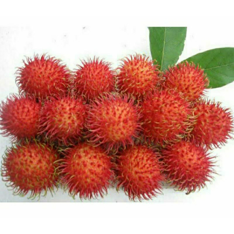 

buah rambutan manis klontok segar 1 ikat