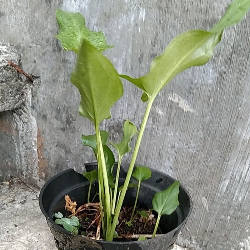 Bibit Tanaman Keladi Tikus Manfaat