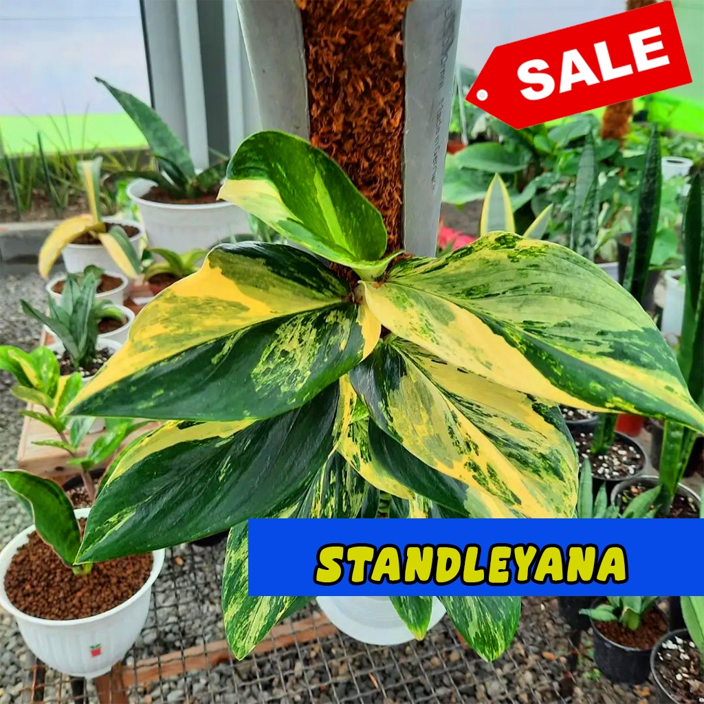 Monstera standleyana varigata kuning