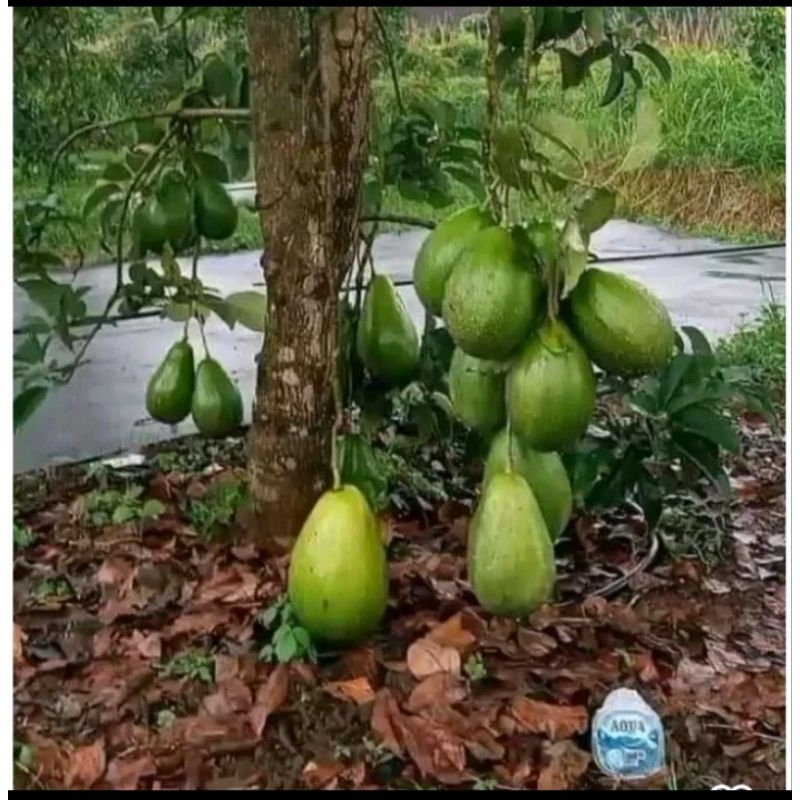 bibit apokat aligator