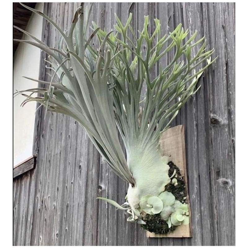 platycerium veitchii auburm river baby