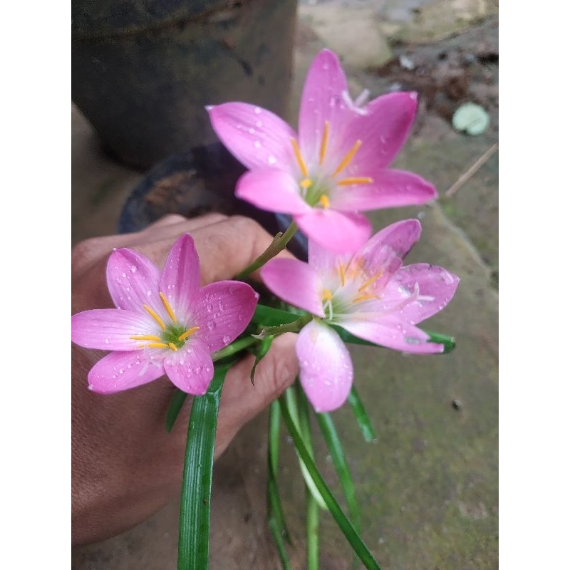 UMBI RAIN LILY PINK / BIBIT RAIN LILY