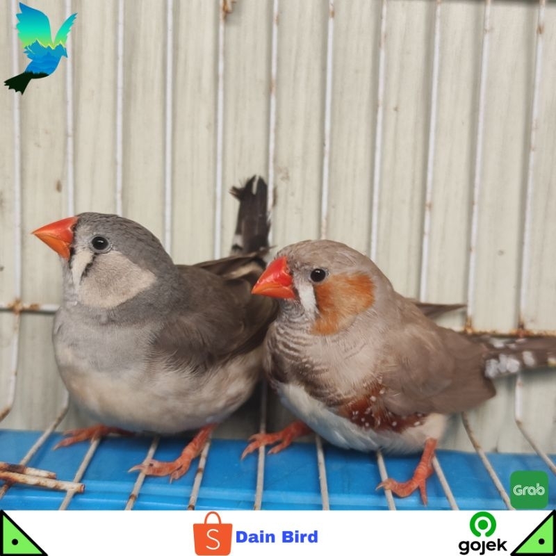 Burung Zebra Finch Medium Siapan Sepasang -  Light Black Fawn & Normal Grey