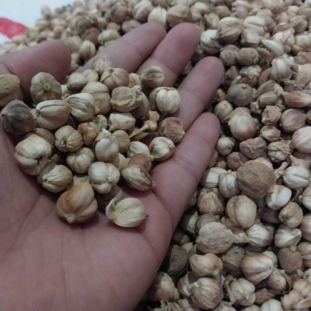 Kapulaga Kering 500 Gram Murah Kadar Air 20%