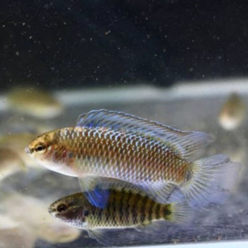 

IKAN HIAS BADIS BADIS FISH