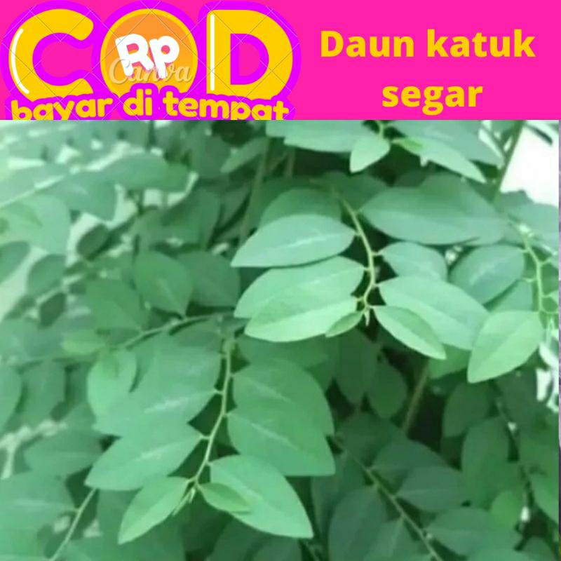 

daun katuk segar dipetik saat di pesan 100 gram