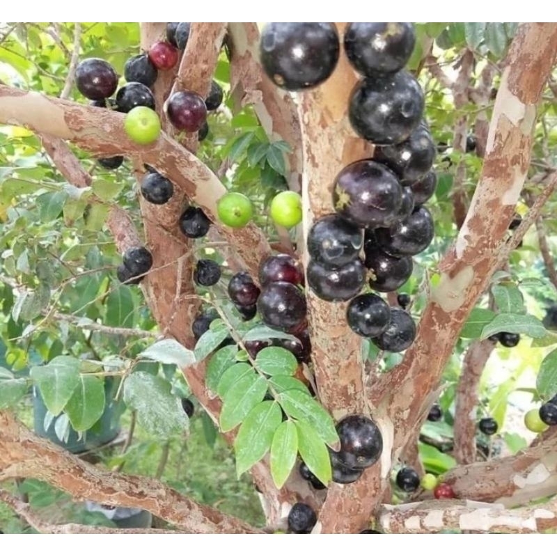 bibit tanaman Anggur preco,bibit anggur pohon besar tinggi