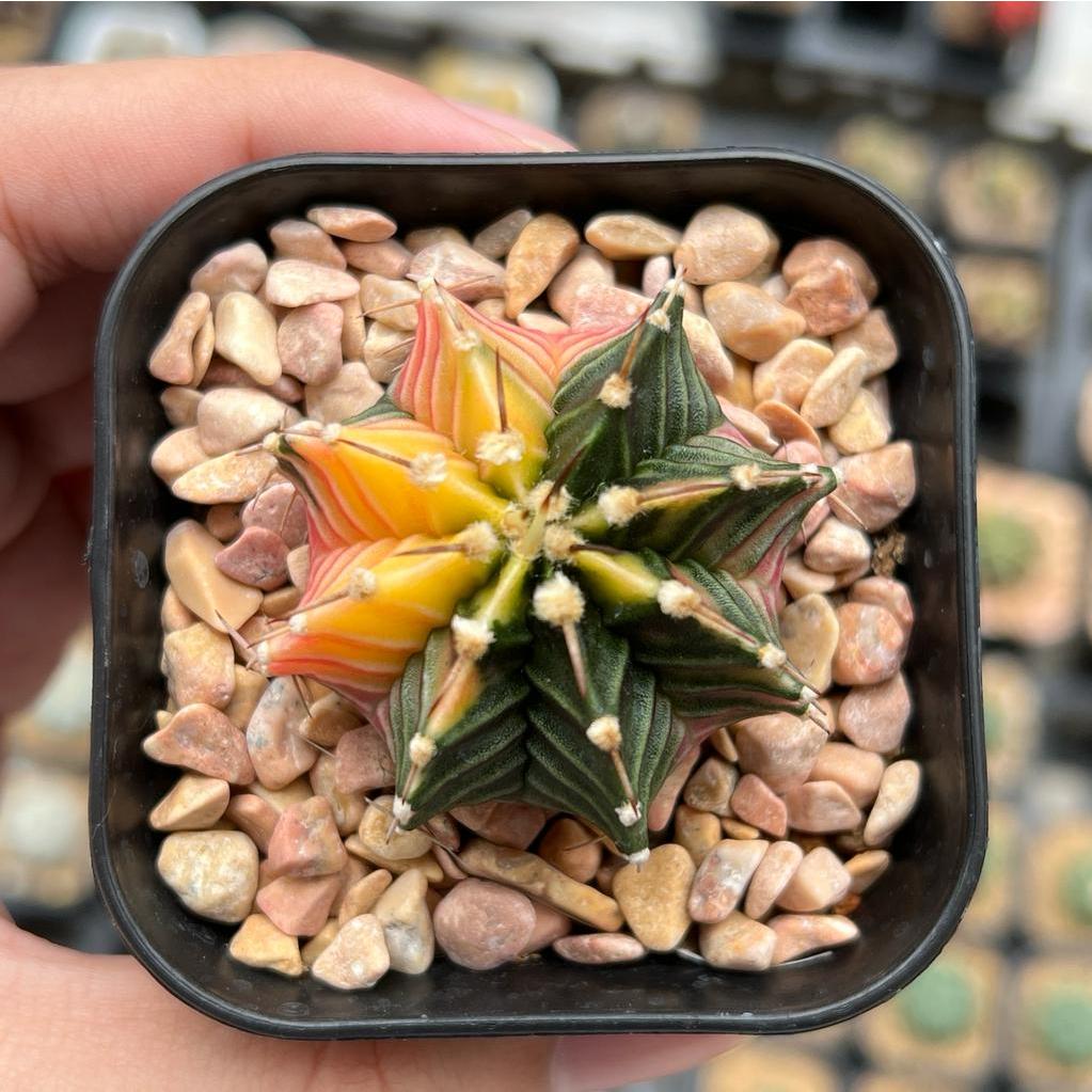 Kaktus Gymnocalycium LB Hybrid Varigata Seedling #1