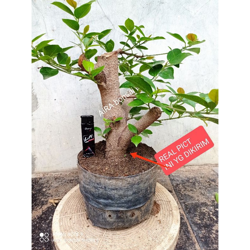 bahan bonsai iprik pucuk merah super subur