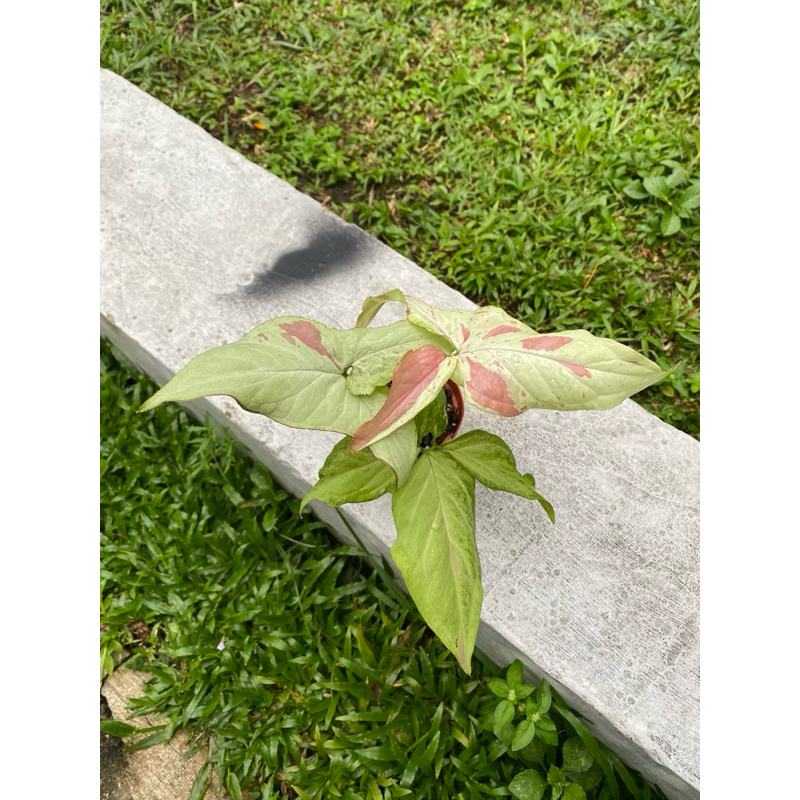 Syngonium Pink Salmon