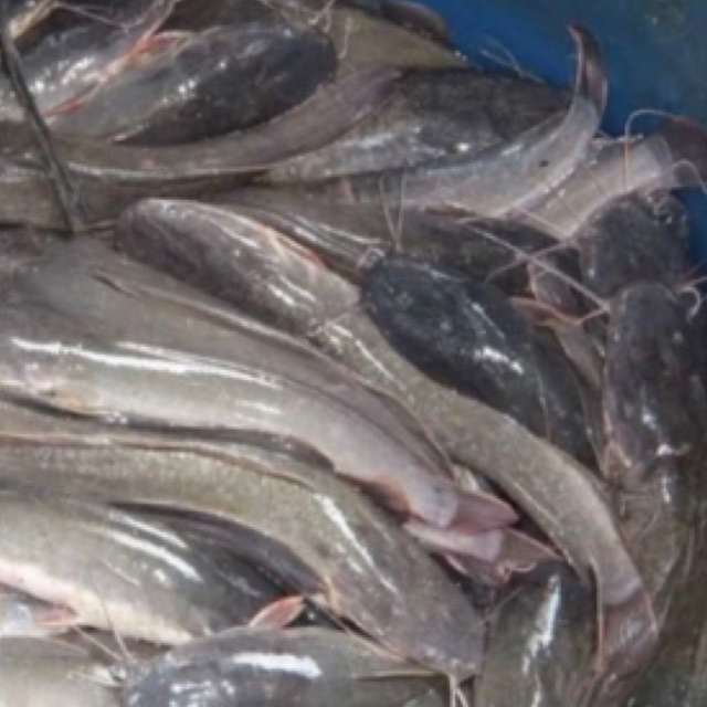 

ikan lele 1kg Rp 38.000