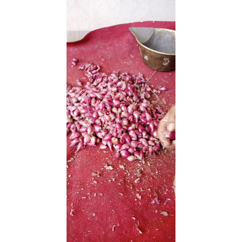 

Bawang Brebes