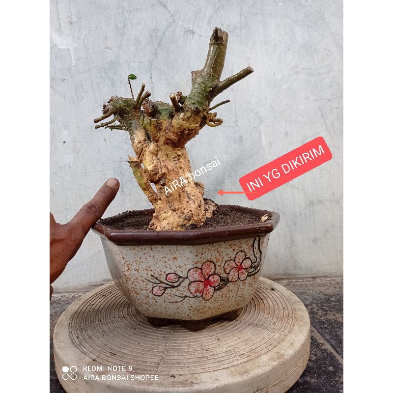 bahan bonsai serut dongkelan meliuk