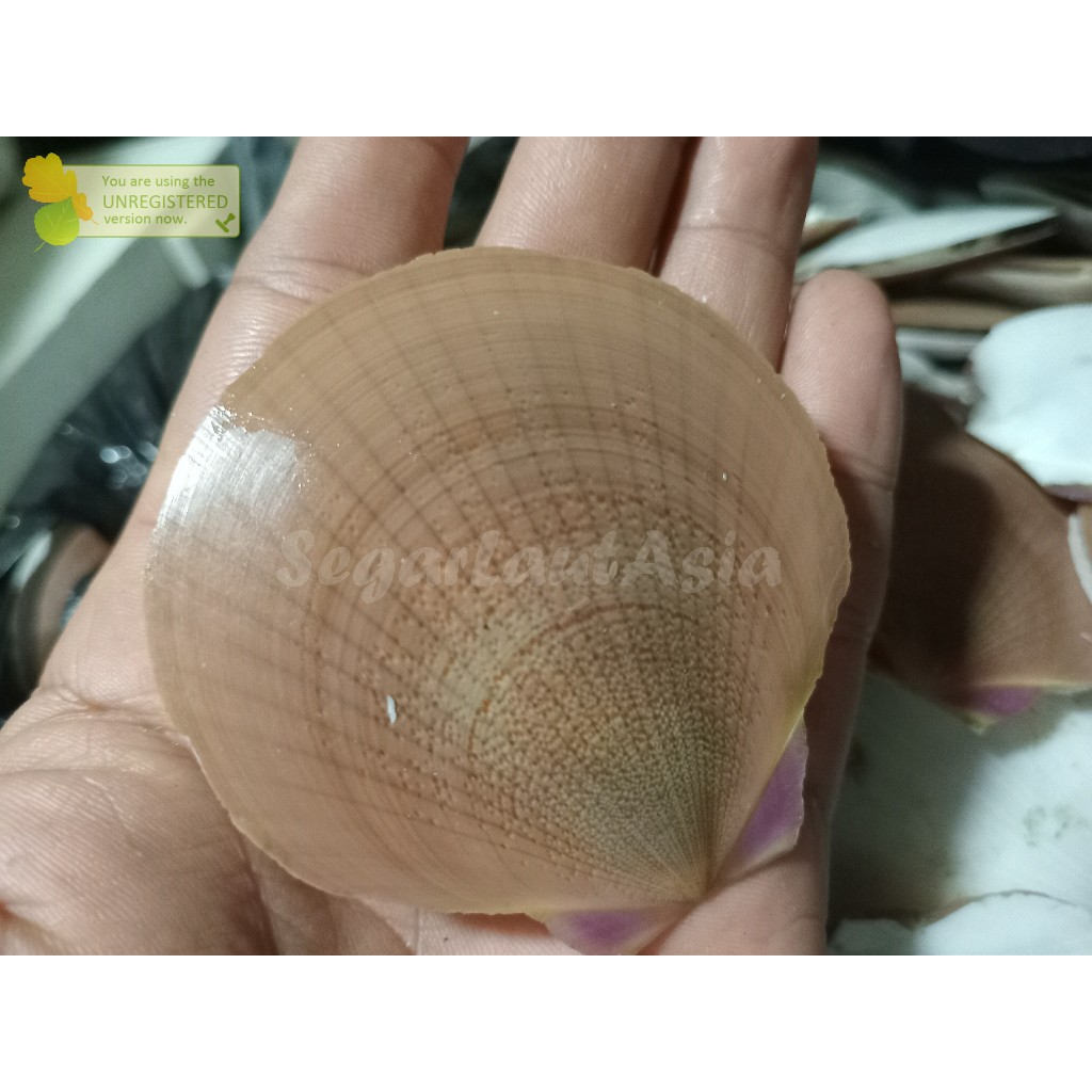 

Kerang Simping Segar Utuh Kerang Kipas 1Kg