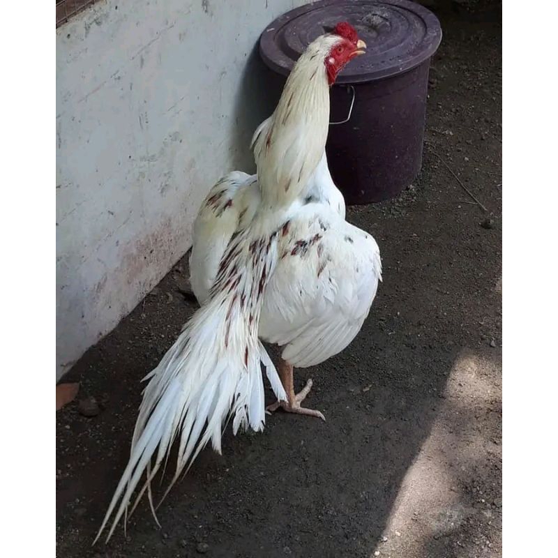 

TELUR TETAS EKOR LIDI WHITE SPOT,LANJO ( TERLARIS )