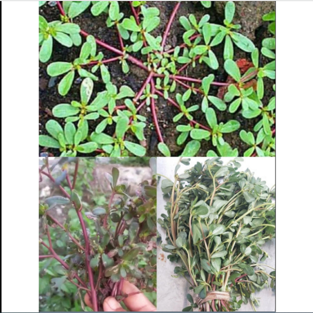 

Daun Krokot Segar/ Rumput Gelang Tanpa Akar
