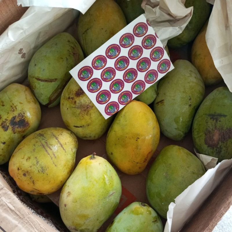 

Mangga Indramayu // mangga DR Jumbo fresh & manis 1KG