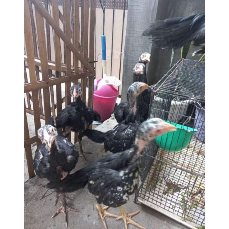 ayam betina jenis bangkok asli