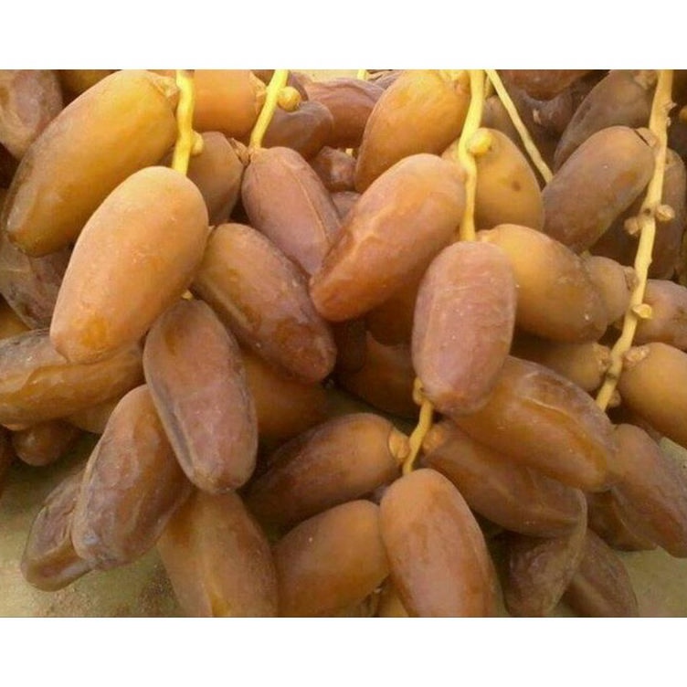 

VRJR6100 【Penjualan Terbaik】COD kurma tunisia tangkai fruit 500grm
