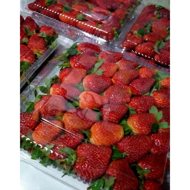 

JMXR1706 Jangan Sampai Kehabisan!!! PROMO TERMURAH BUAH STRAWBERRY FRESH PREMIUM