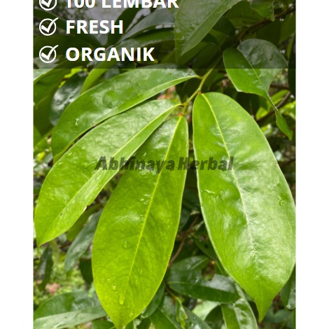

KQKV6013 TERMURAH Daun sirsak segar organik obat herbal tradisional 100 lembar