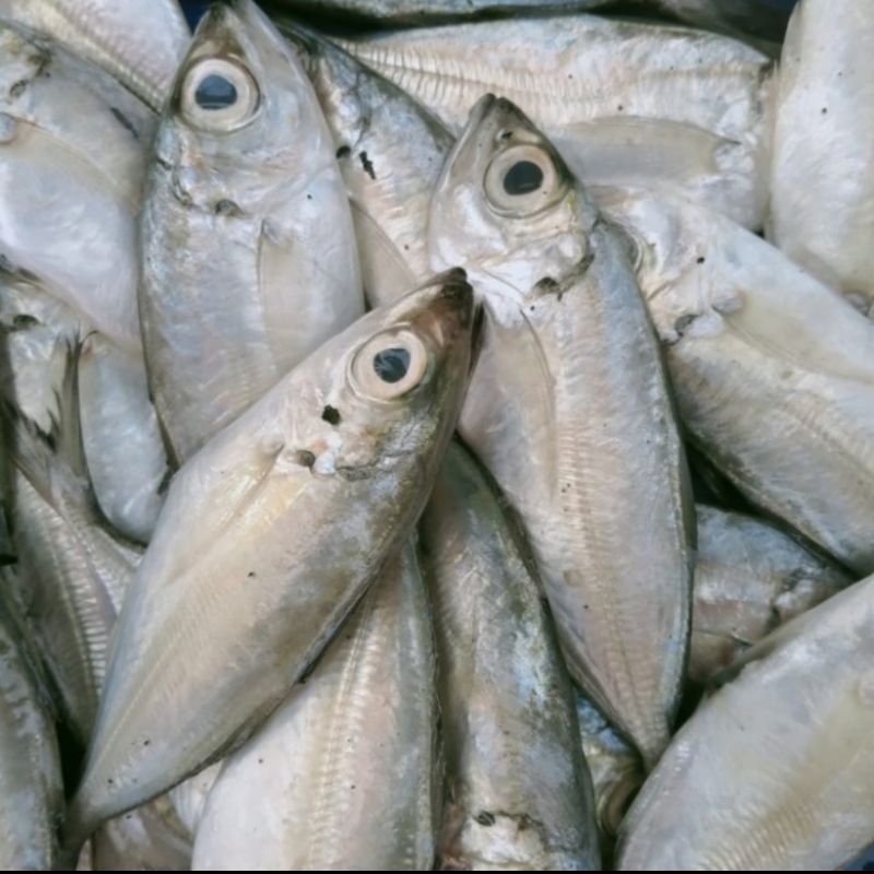 IKAN KEMBUNG MATA BELO