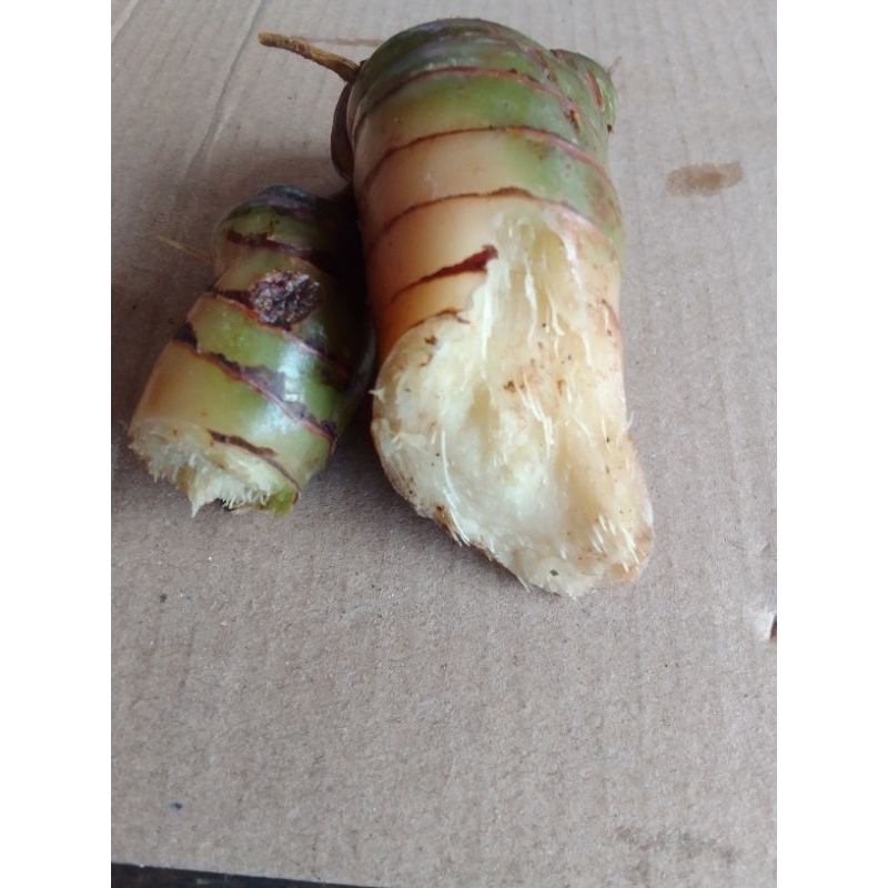 lengkuas merah merah 1kg segar