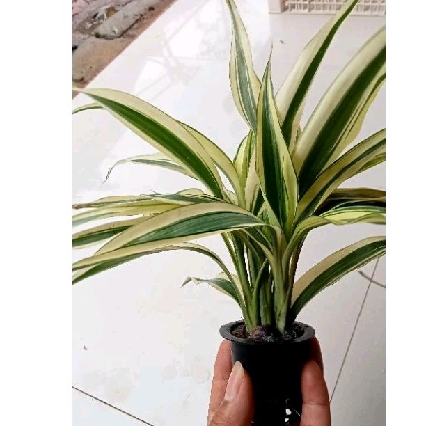 tanaman aquascape bambu air corak hijau