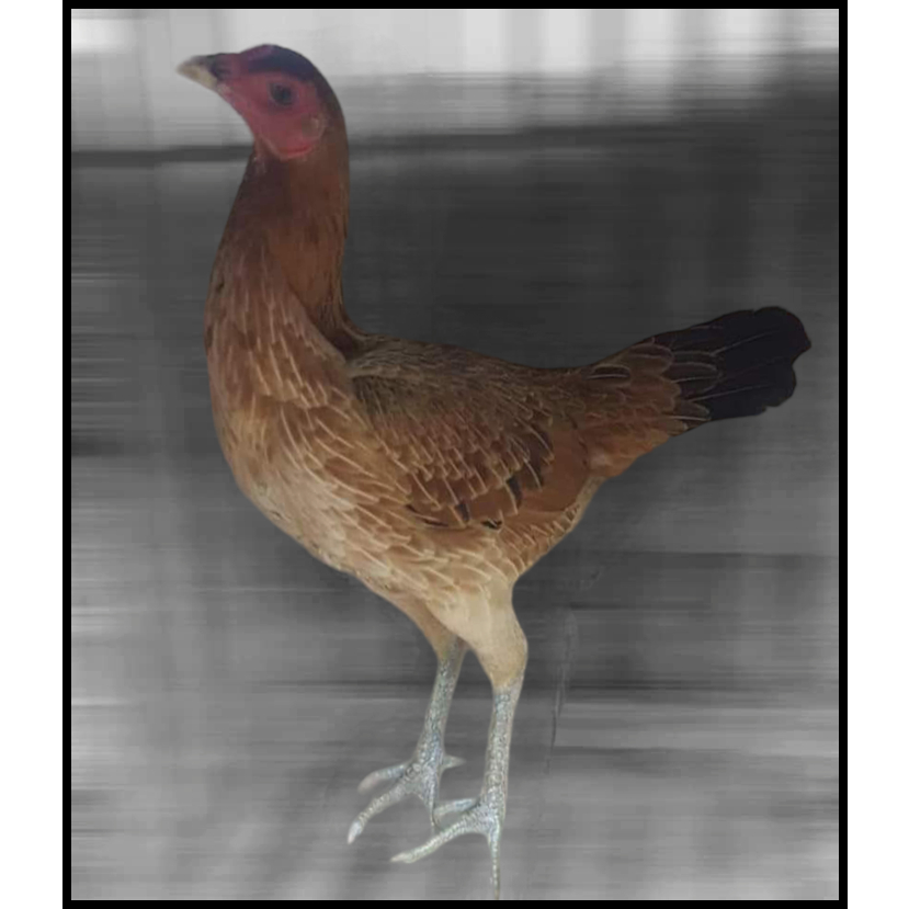 babon mangon iq x pama jakarin cocoa - babon pama - babon mangon iq - jenis lain bisa chat