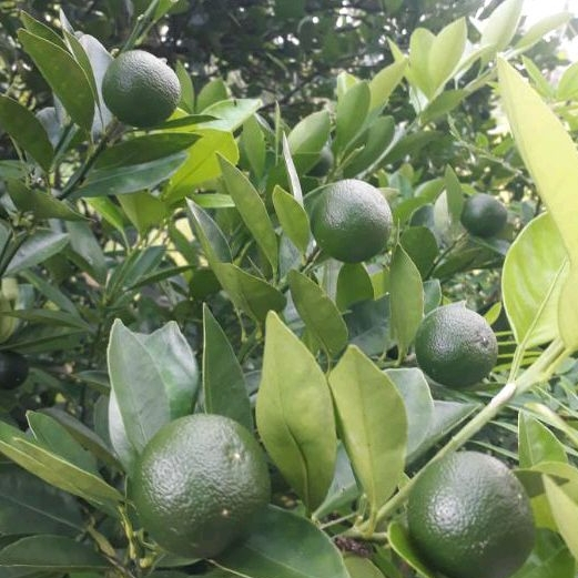 

( Bisa Cod ) Jeruk KASTURI Jeruk Kalamansi Jeruk Sonkit Lemon Cina Lemon Cui