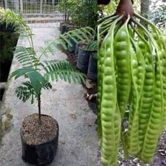 Pohon Petai | Cepat Berbuah | Berbuah Di Dalam Pot | BIBIT OKULASI / SAMBUNG PUCUK
