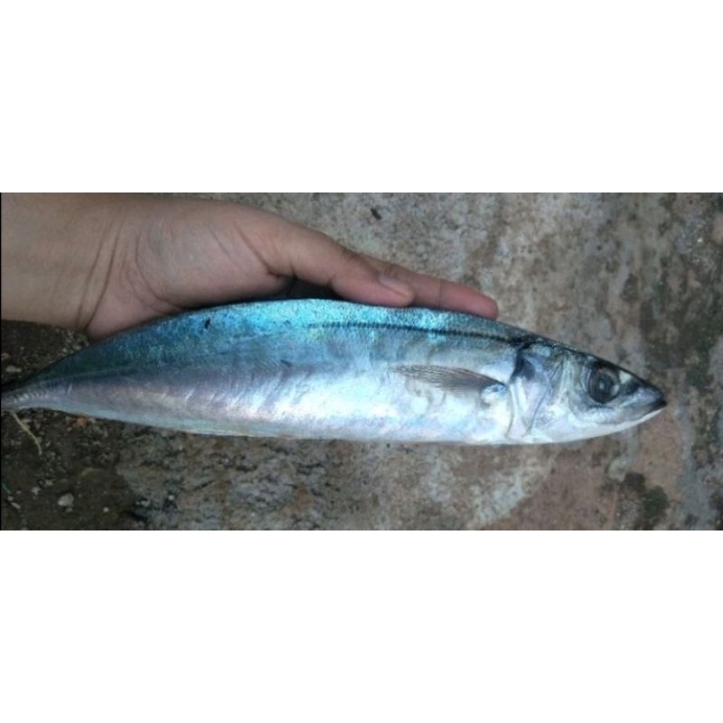 

Kembung Layang JUMBO